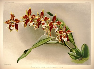 Odontoglossum luteopurpureum by London H. Sotheran and Co.